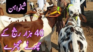 40ہزار رینج کے چھوٹے بچھڑے قربانی 2021 شیخواہن منڈی رحیم یار خان