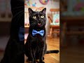 black Cat Mayo Mayo #kitten #cat