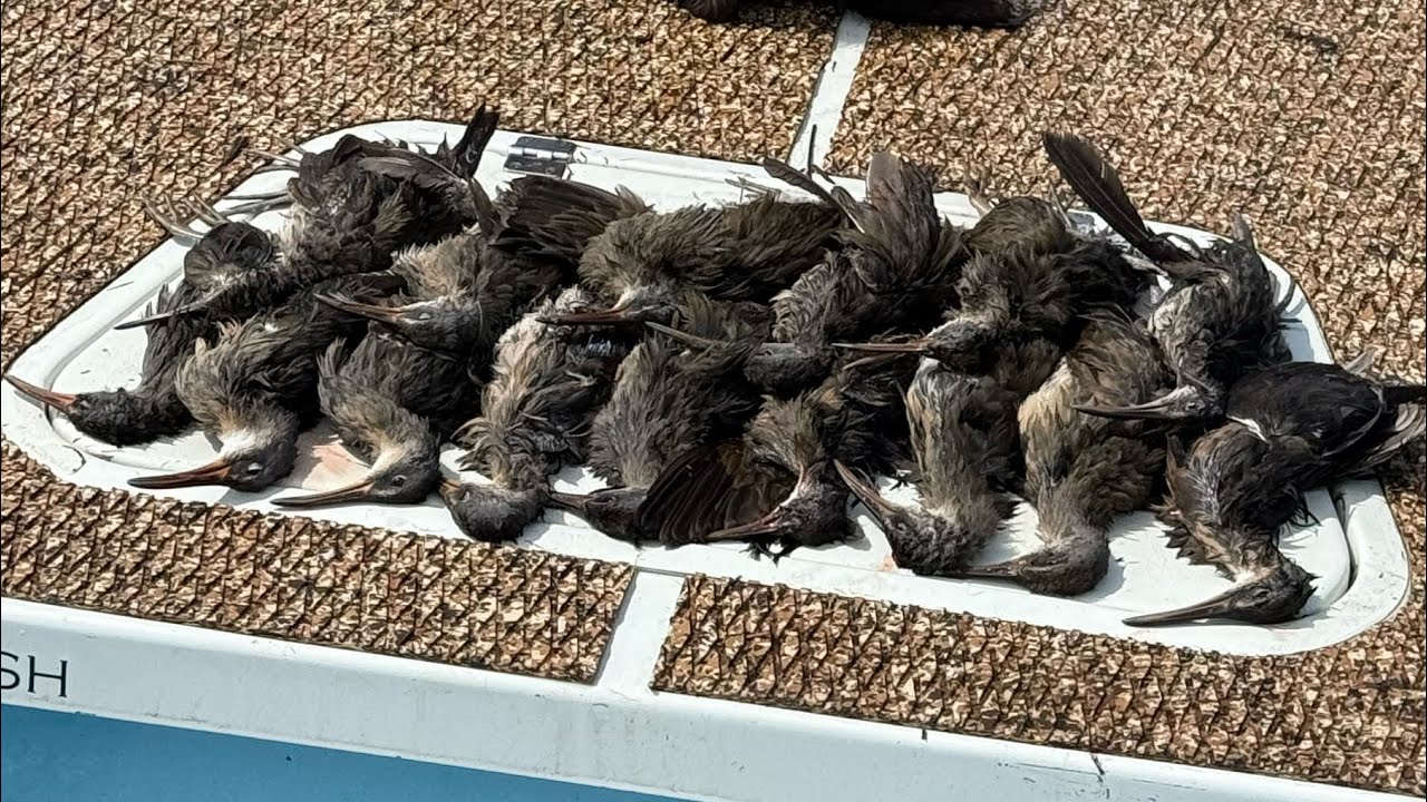 How to Prep Marsh Hen to Eat