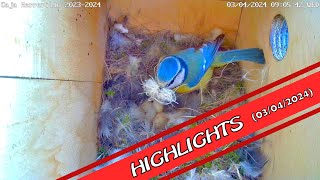 Caja Nido Herrerillo Highligths (03/04/2024) by HaCkIsS2 438 views 1 month ago 2 minutes, 50 seconds