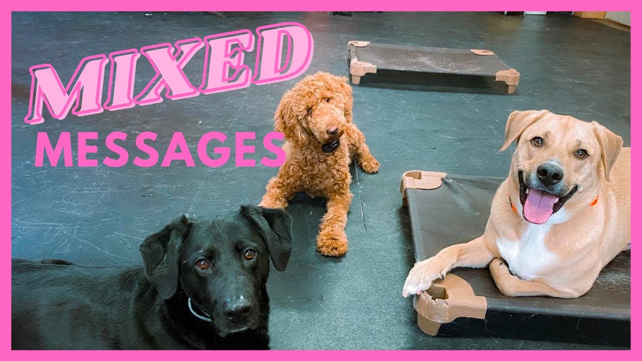 Stop giving your dog Mixed Messages