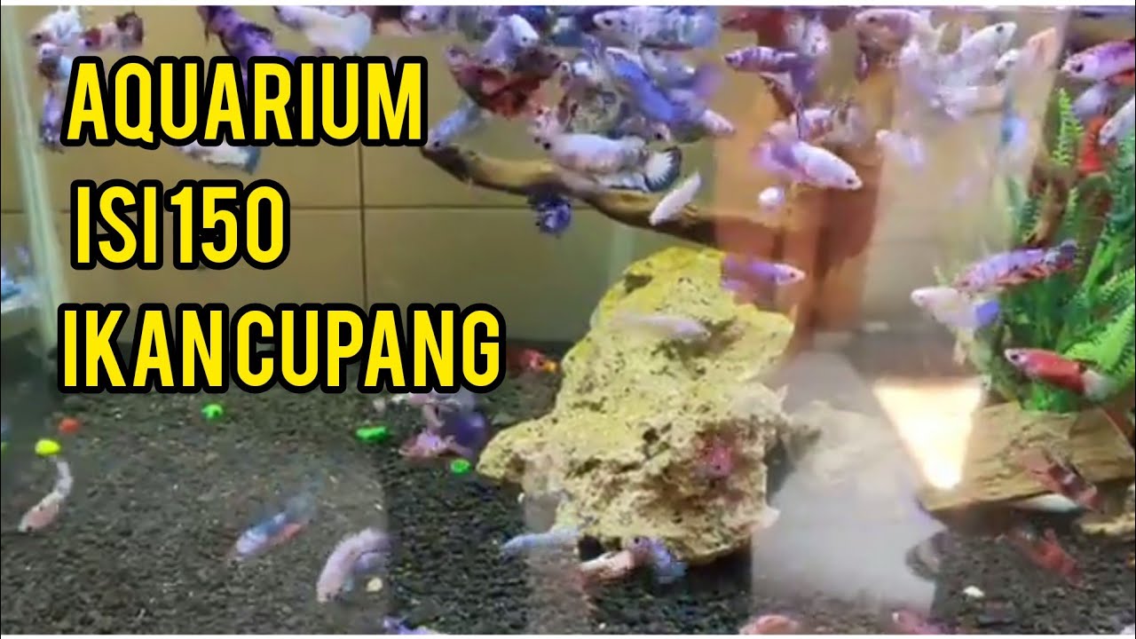 Masih di aquarium ikan cupang 