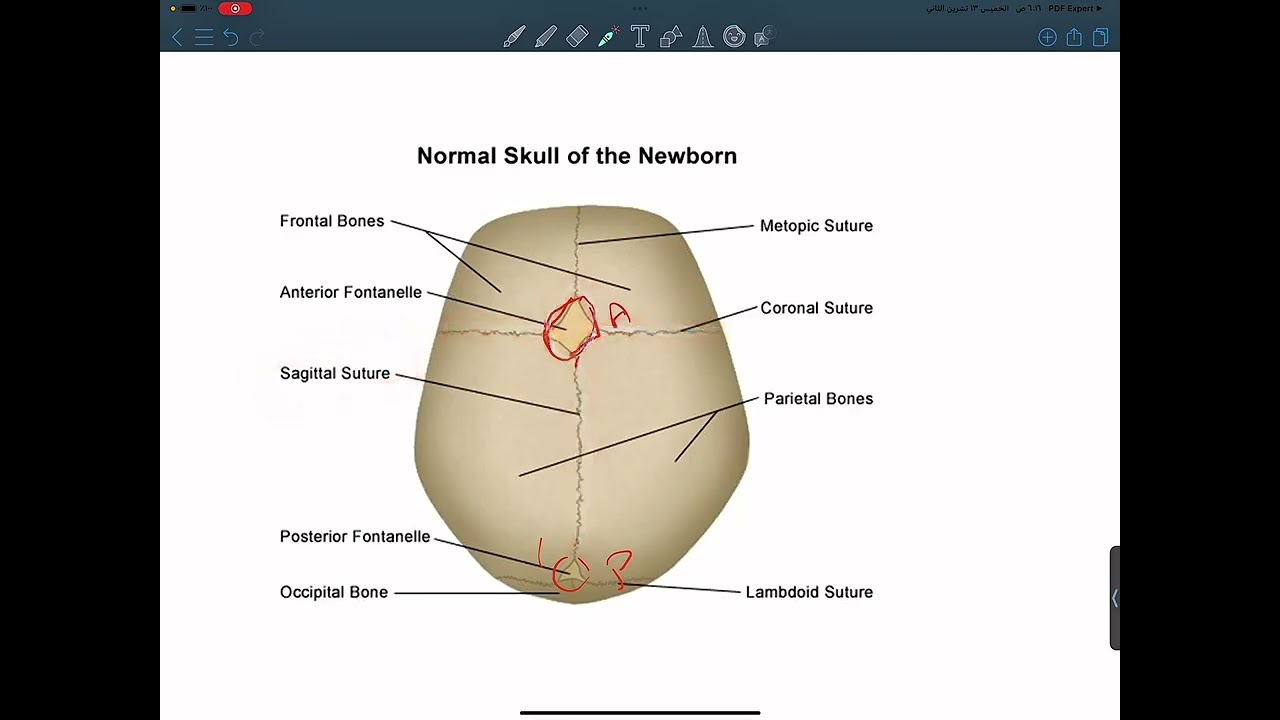 نمو ونماء - growth and development - مقدمة مهمه جدا- المرحلة الثالثة- قسم التمريض 