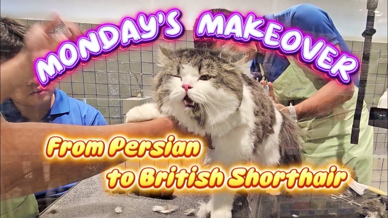 Monday's Makeover | From Persian To British Shorthair | Bubble It Yourself BGC
