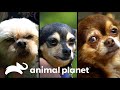 4 adoções de cachorros com necessidades especiais | Família ao Resgate | Animal Planet Brasil