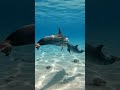 Mother Dolphin Saves Her Baby 🐬💙|Ocean Emotional Moment #shorts #shortsfeed #funny #fun #dolphin