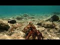 OŚMIORNICA I WARGACZ - UTOPIA BLUE RESORT MARSA ALAM 4K (2026)