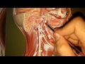 Anatomi Lab4-5-6: Ek video