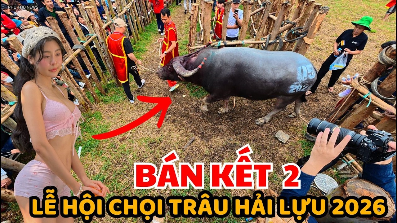 Lễ Hội Chọi Trâu Hải Lựu 2026 | Trận Bán Kết 2 Kịch Tính Bất Ngờ Trâu 05