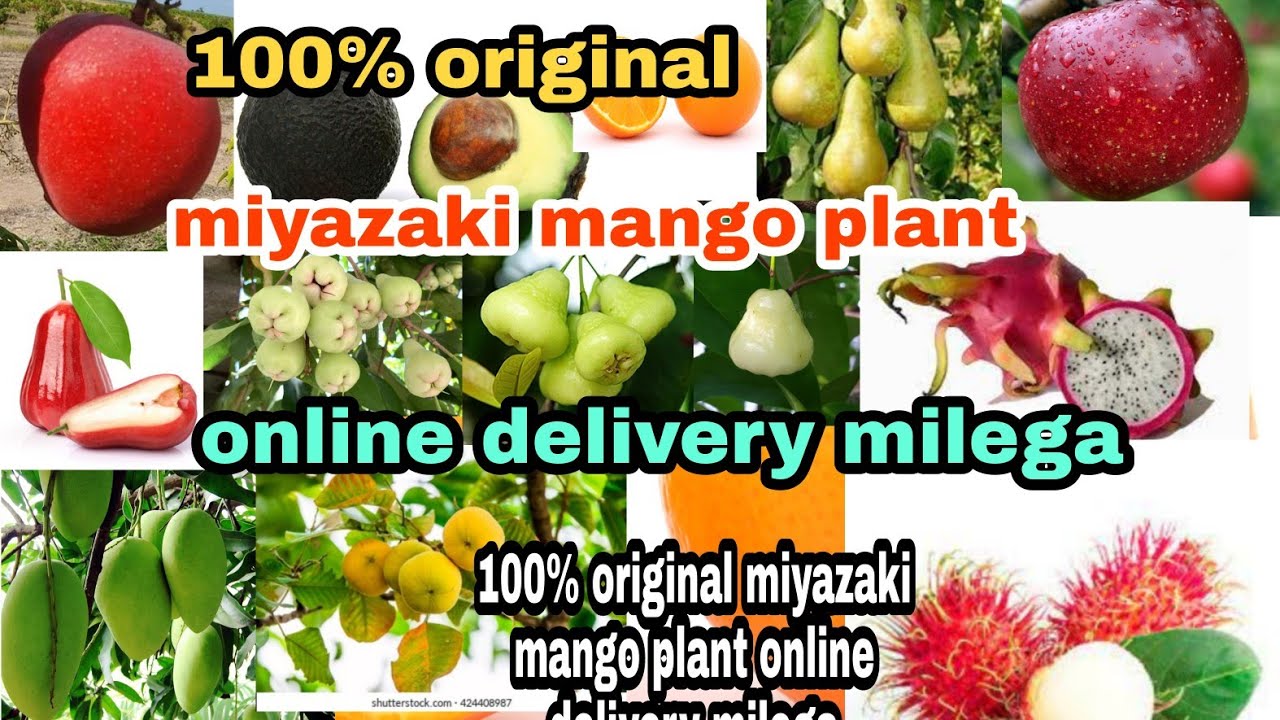 how to miyazaki mango plant 100 guarantee original miyazaki mango