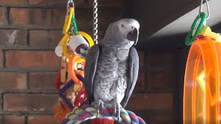Talking parrot flawlessly imitates the sound of water