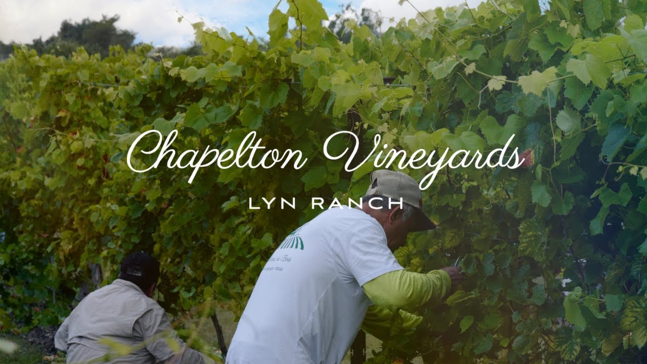 Chapelton Vineyards - Lyn Ranch - YouTube