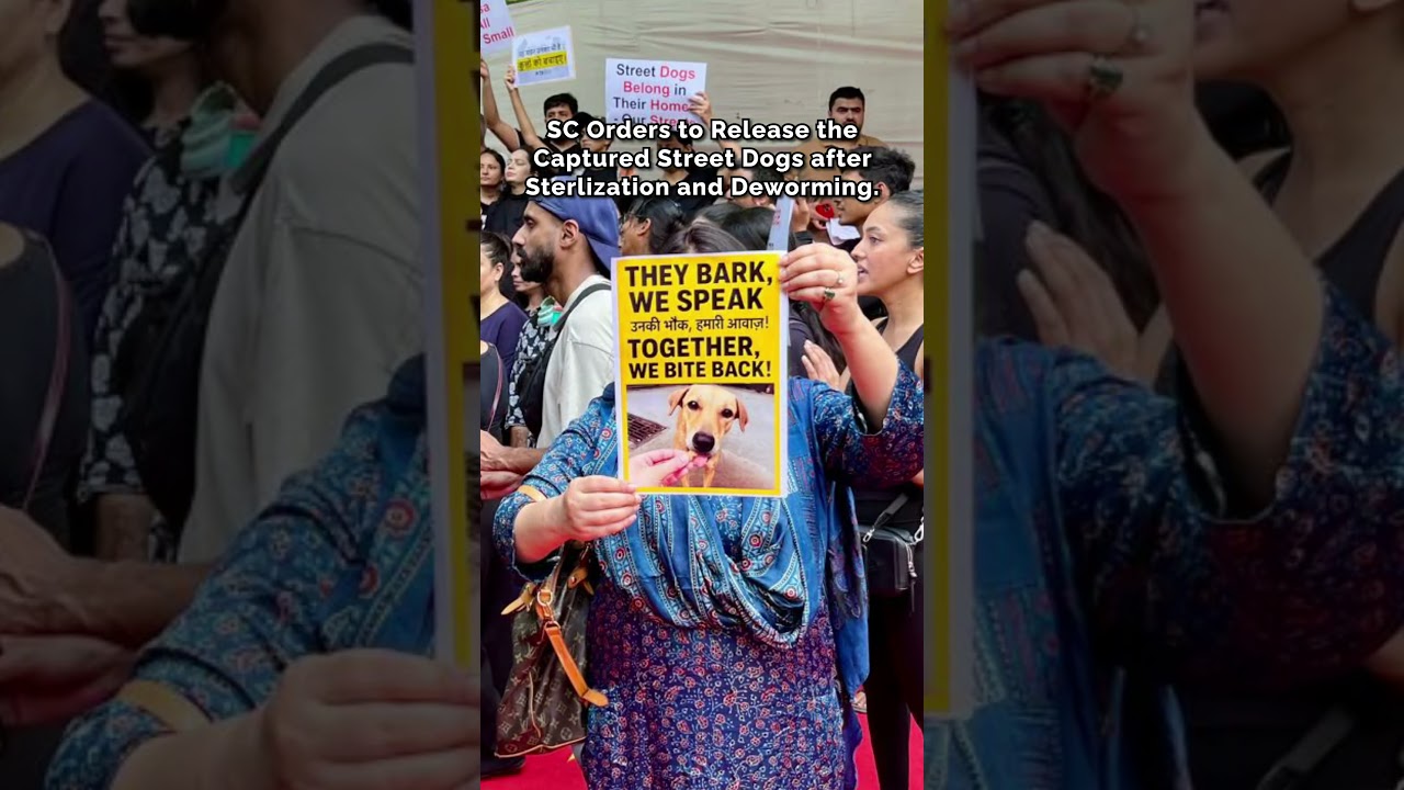 VICTORY FOR DELHI'S STREET DOGS! Supreme Court Upholds Compassionate Animal Welfare! 🐾⚖️