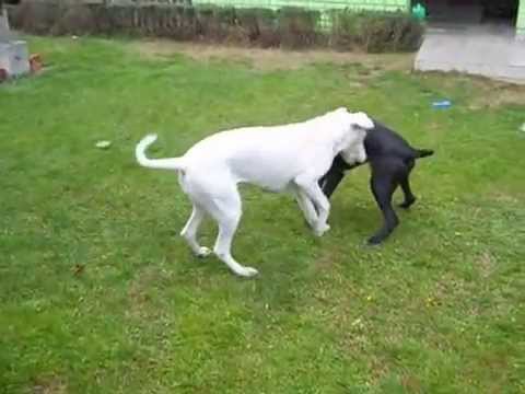 corso cane argentino dogo