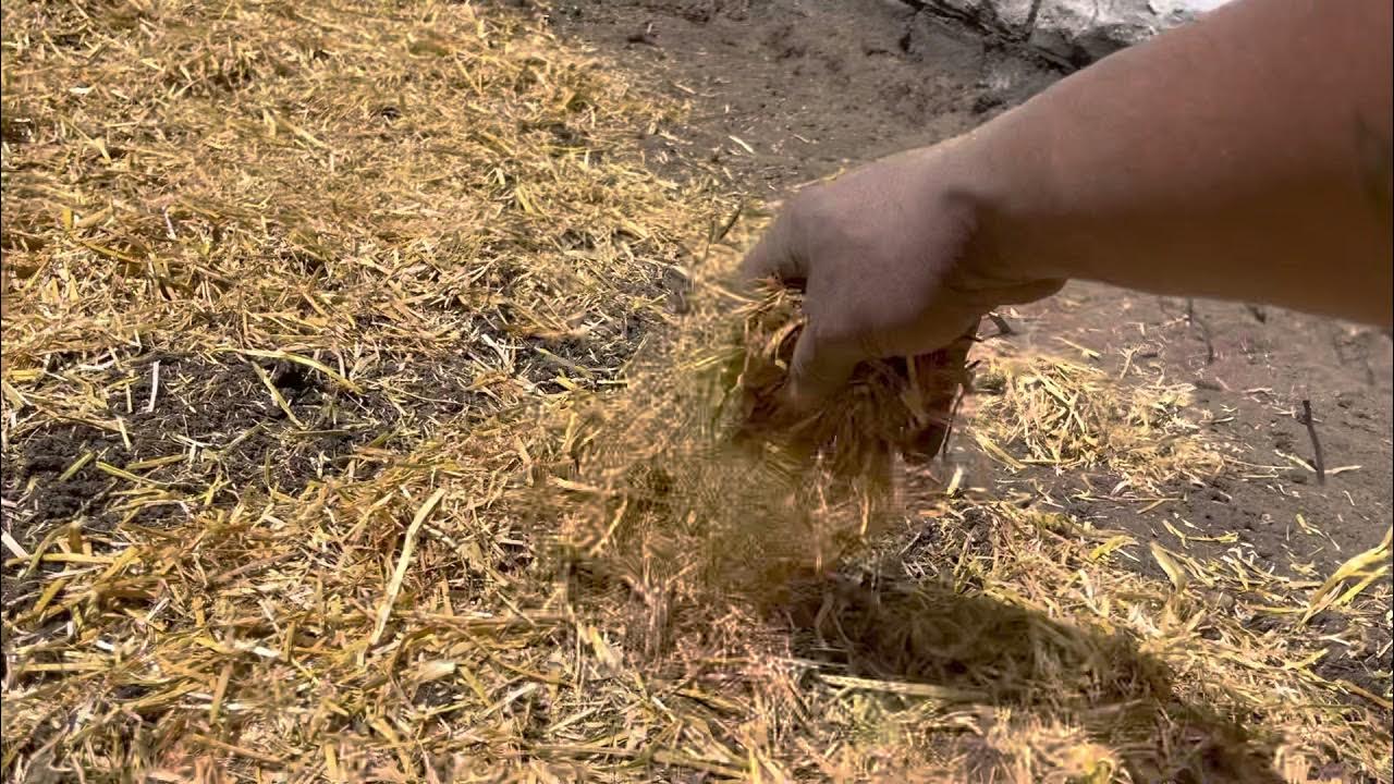 Extreme growth in grass Ezstraw seeding mulch with tack and fast lawn
