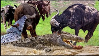 Intense! Buffalo Fights Crazy With Ferocious Crocodile To Rescue Teammates | Wild Animals Attack