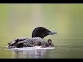 Cute animals - Flock of divers passing by