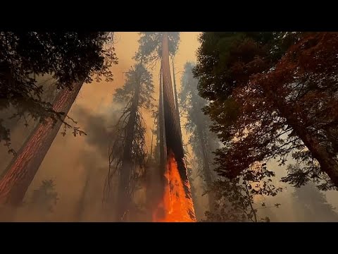 California firefighters scramble to protect sequoia groves