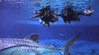 Swimming with Whale Sharks at the GA Aquarium