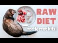 How To Start Raw Feeding Your Baby Ferret