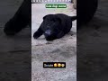cute dog memes #viral #funny #nature #dogeshbhai #pets
