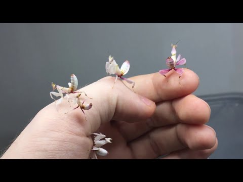 Video: Bir Pet Praying Mantis için Bakım Nasıl