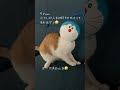 ドラえもんになった猫