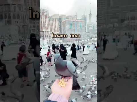 whtsapp status xais ediremki kanalima abune olun dini video paylasa bilim allah rizazi ucun