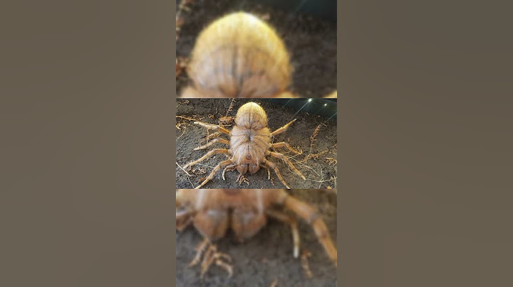 Insectos que agradecerás que se hayan extinguido 😨🥶 #insectos #viral #informativo