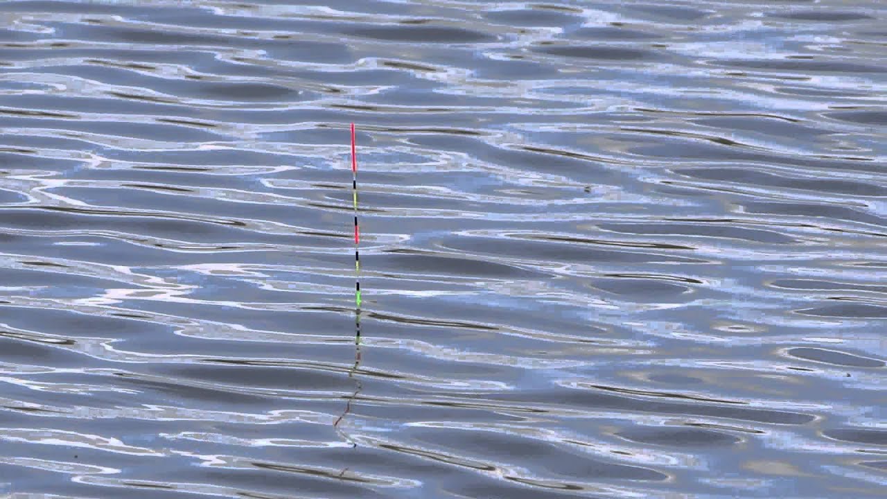 До куда поднимается вобла по волге