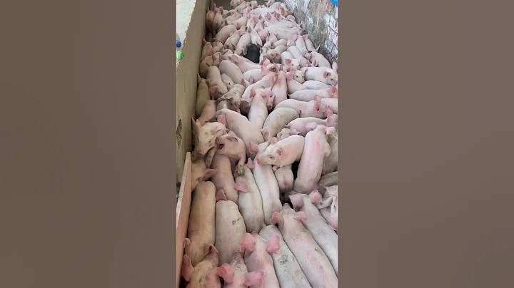 🔥 Giá Heo Con Giống Ngày 16/8/2025 | Có Nên Mua Lúc Này?#giaheohoi #heogiong #channuoi #pig