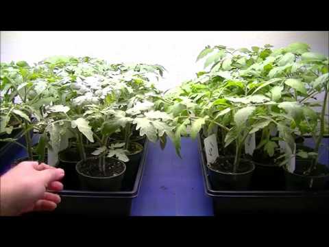 Video: Lufter tomater græsagtigt?