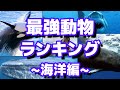 対決!!世界最強動物ランキング～海洋編～