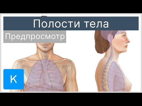Полости тела (предпросмотр) - Анатомия человека | Kenhub