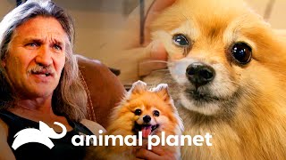 ¿Podrá Dr. Jeff encontrar un nuevo hogar para Rosie? | Dr. Jeff, Veterinario | Animal Planet