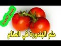 تفسير حلم الطماطم البندوره في منام المتزوجة والرجل - الطماطم للمتزوجة في المنام