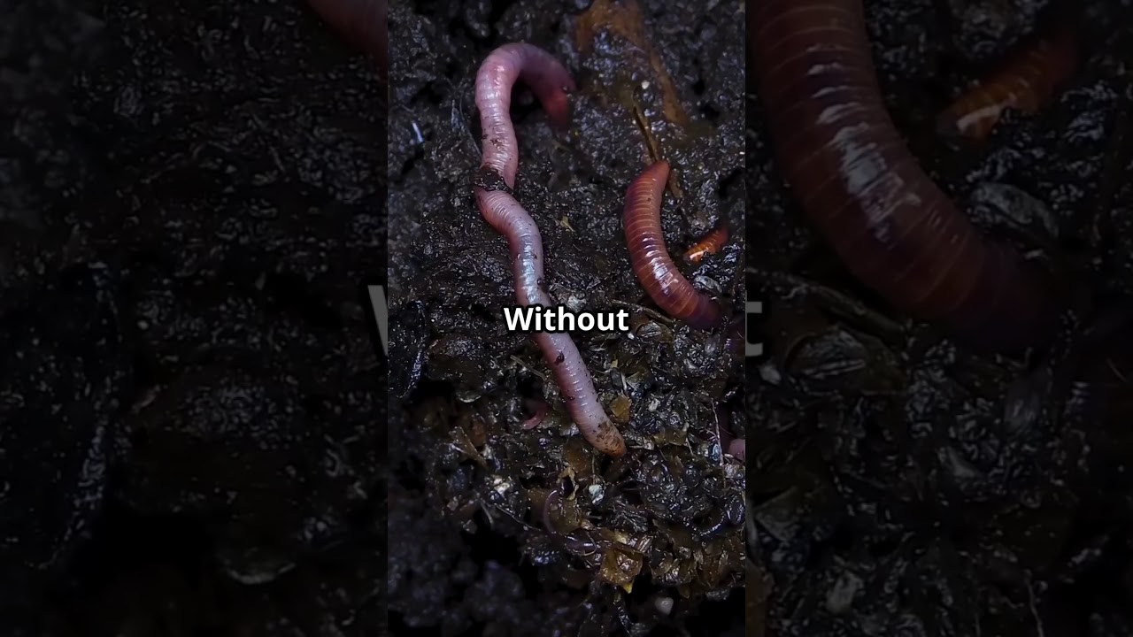 Why Do Worms Have 5 Hearts?