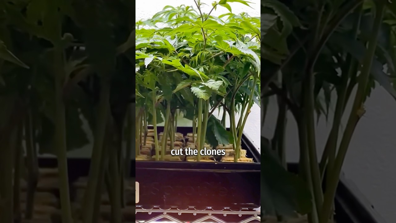 Do you clone from Teens or hold mothers? 👀 