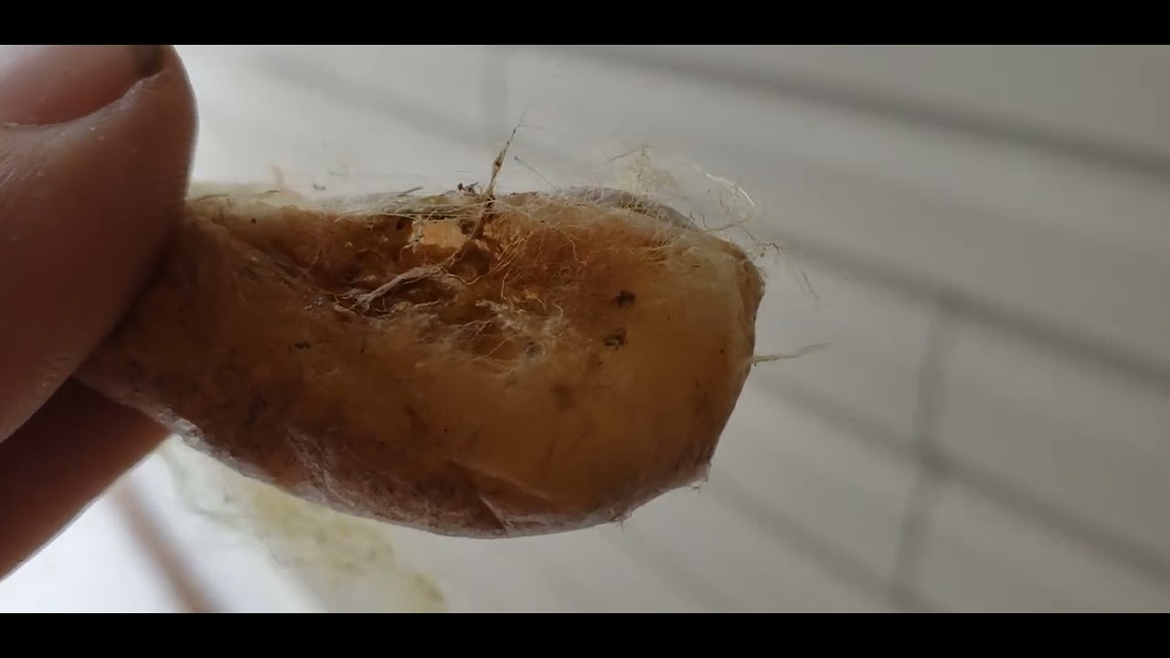 Moving Orb Weaver Spider Egg Sack By Hand.