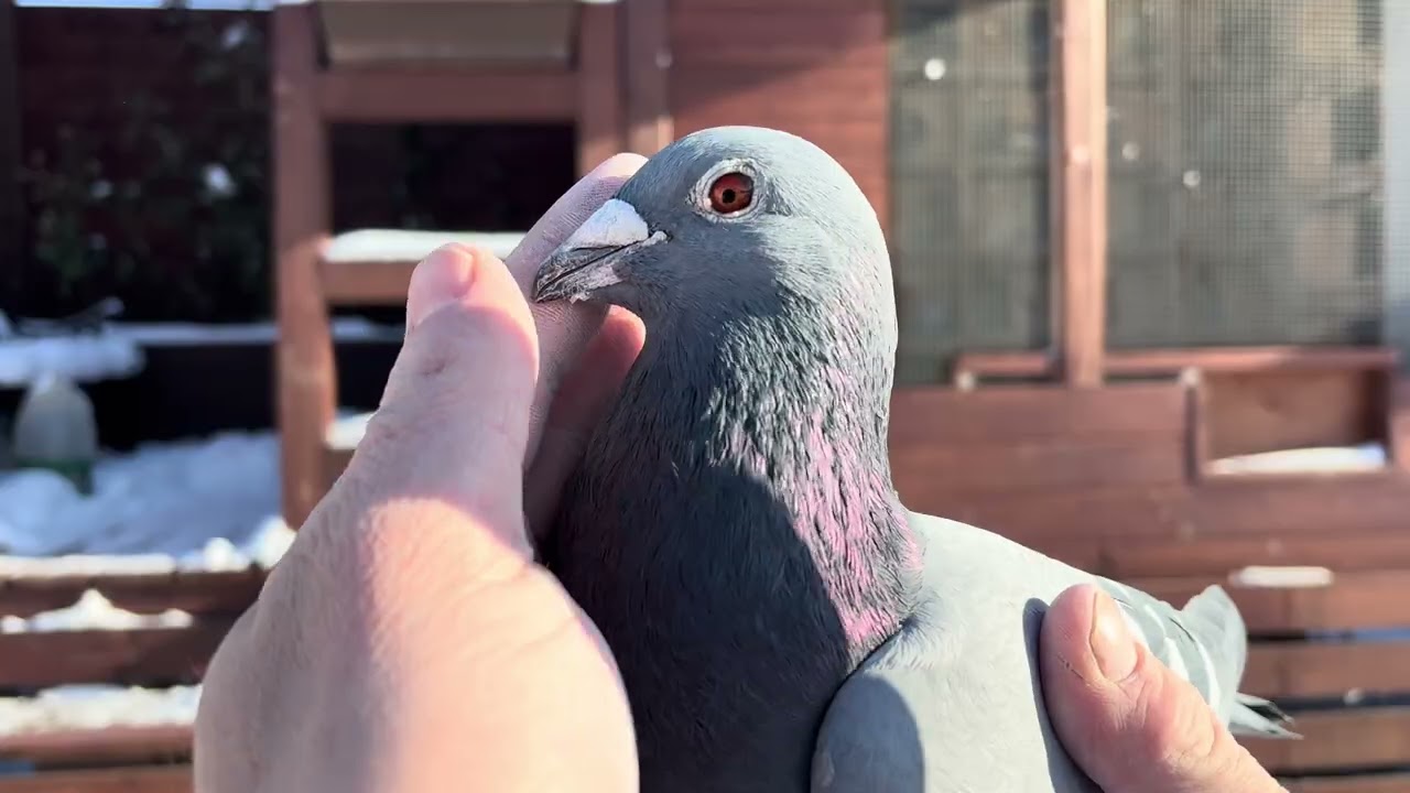 Gołębie pocztowe Grzesiak Team 2026