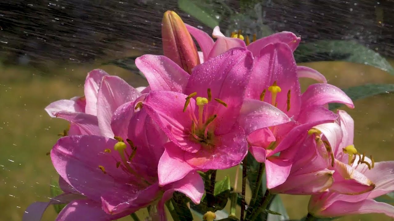 Flowers and Water Flowers Slow Motion Scene, HD Video Trailer YouTube