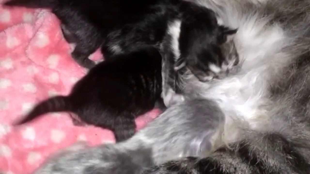 KUCING ANGGORAKU MELAHIRKAN 4 ANAK