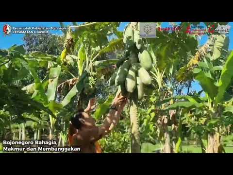 Thumbnail Agrowisata Jambu Kristal dan Pepaya Pokdarwis Sambi Agrong Desa Dukohkidul Kecamatan Ngasem