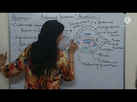 Video: Pteridium meiosis տեղի է ունենում պահին