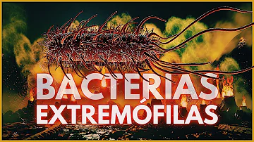 ¿Dónde no pueden sobrevivir las bacterias?