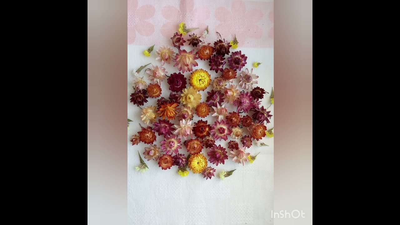 Гелихризум - неприхотливый сухоцвет. Мой опыт выращивания в Ленинградской области.