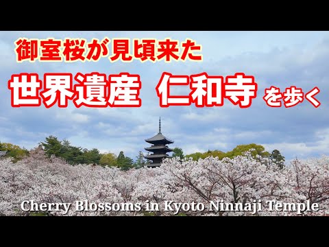 4/11(木)桜咲く京都を歩く 御室桜見頃きた仁和寺を歩く【4K