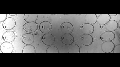 Array of microfluidic drops
