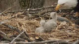 Decorah Eagles~Mom Pages-DM2 Relieves \& Feeds-4.12.19