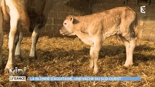 ANIMAUX & NATURE : La blonde d'Aquitaine, une vache du Sud-Ouest